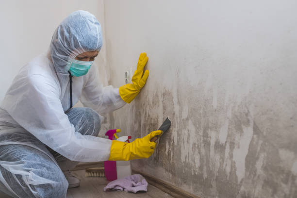 Best Mold Damage Restoration  in Holiday City Berkeley, NJ